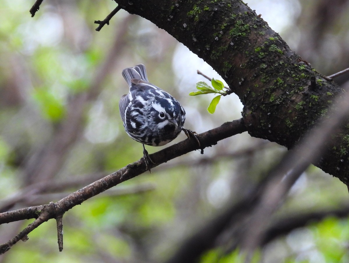 Black-and-white Warbler - ML618228471
