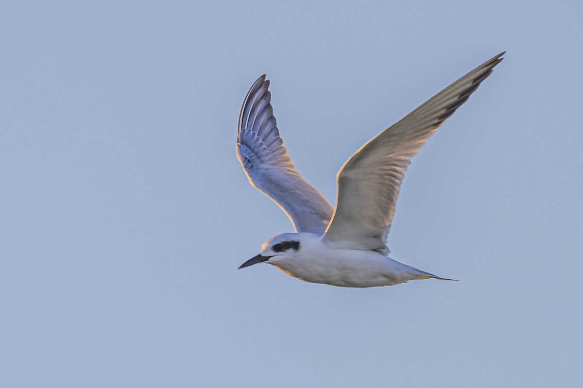 Snowy-crowned Tern - ML618228487