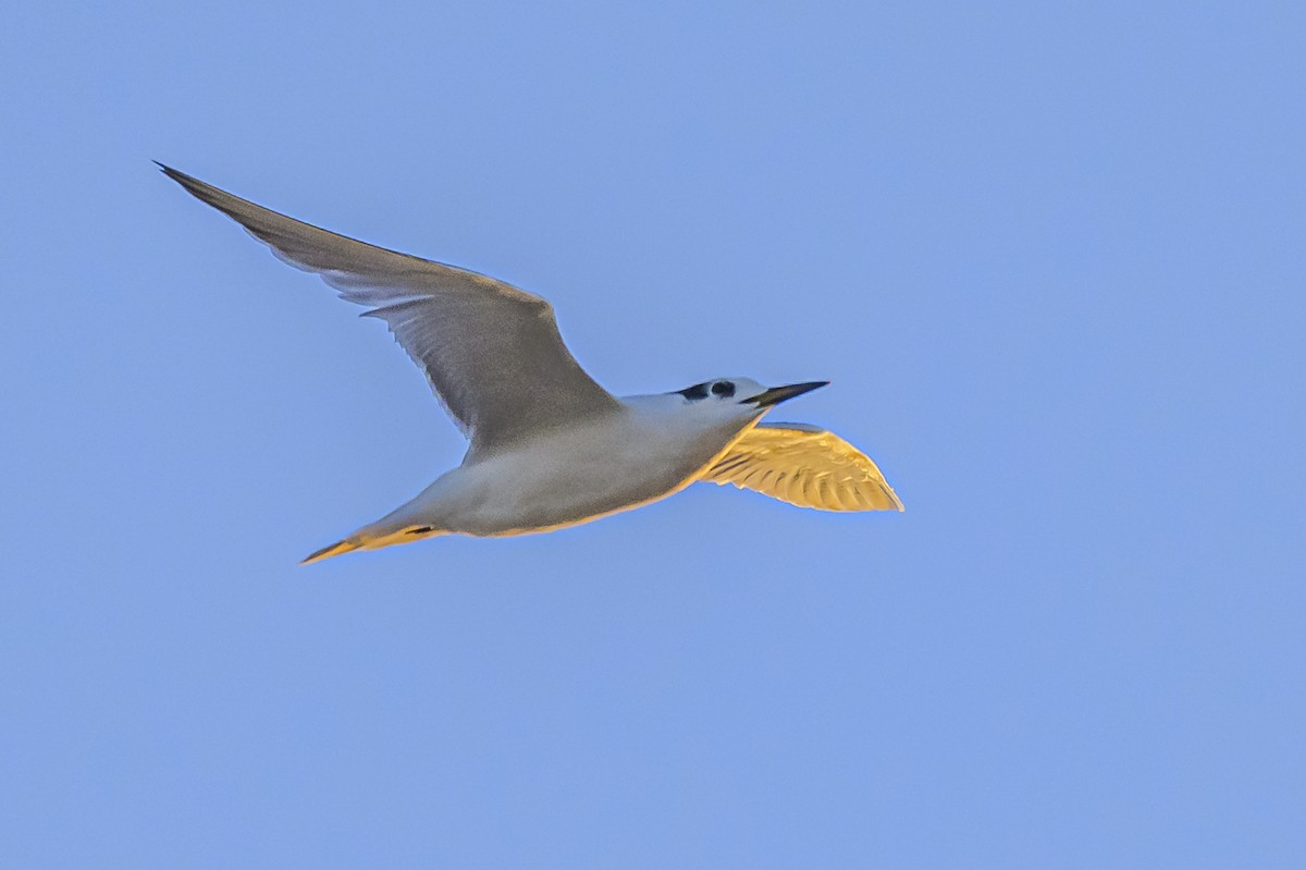 Snowy-crowned Tern - ML618228527