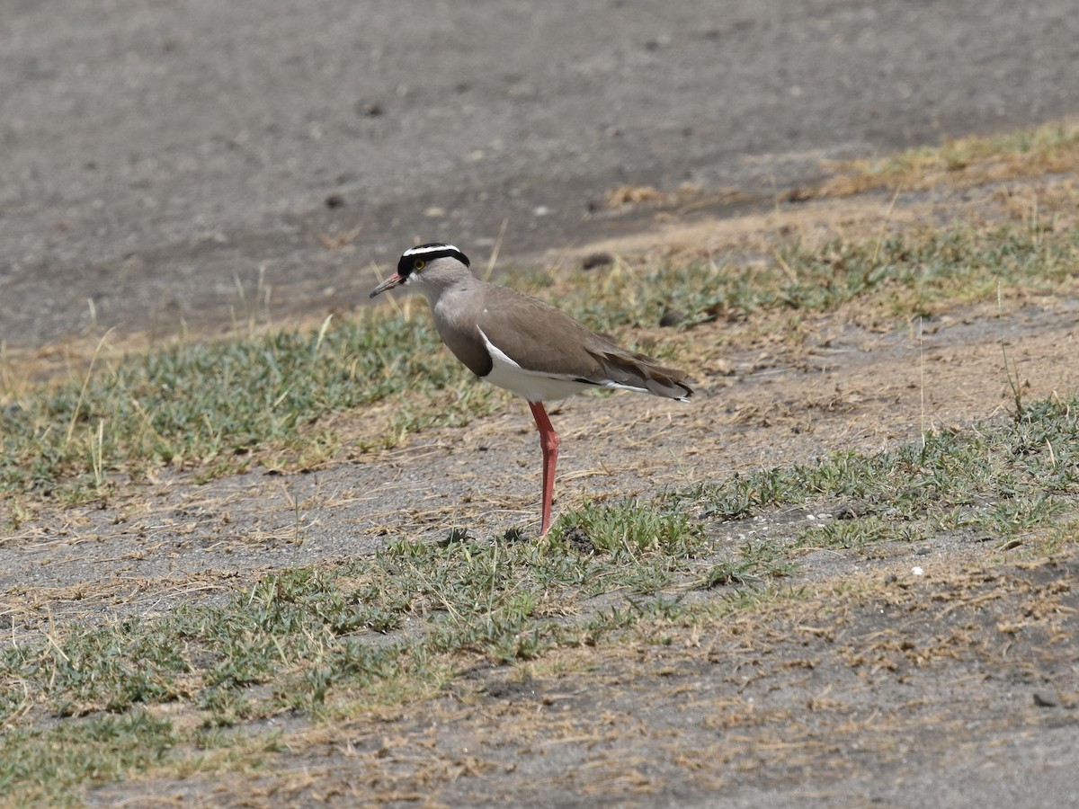 Crowned Lapwing - ML618228528
