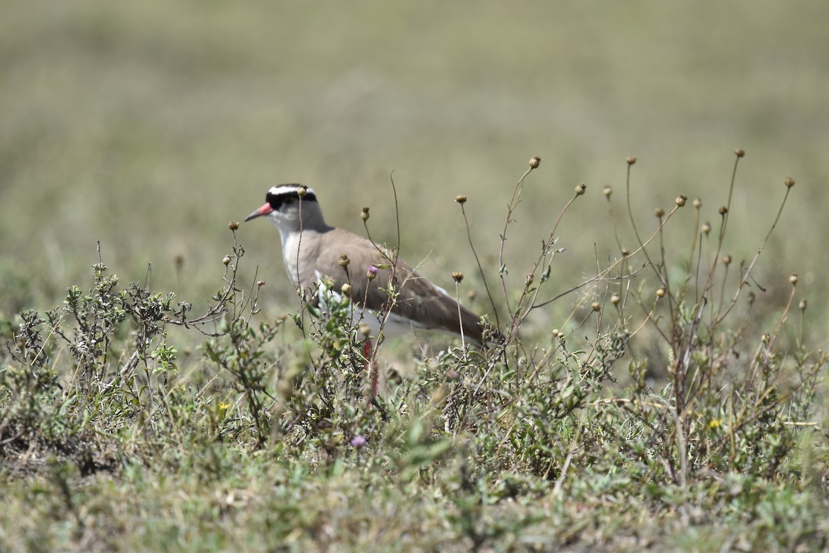 Crowned Lapwing - ML618228529