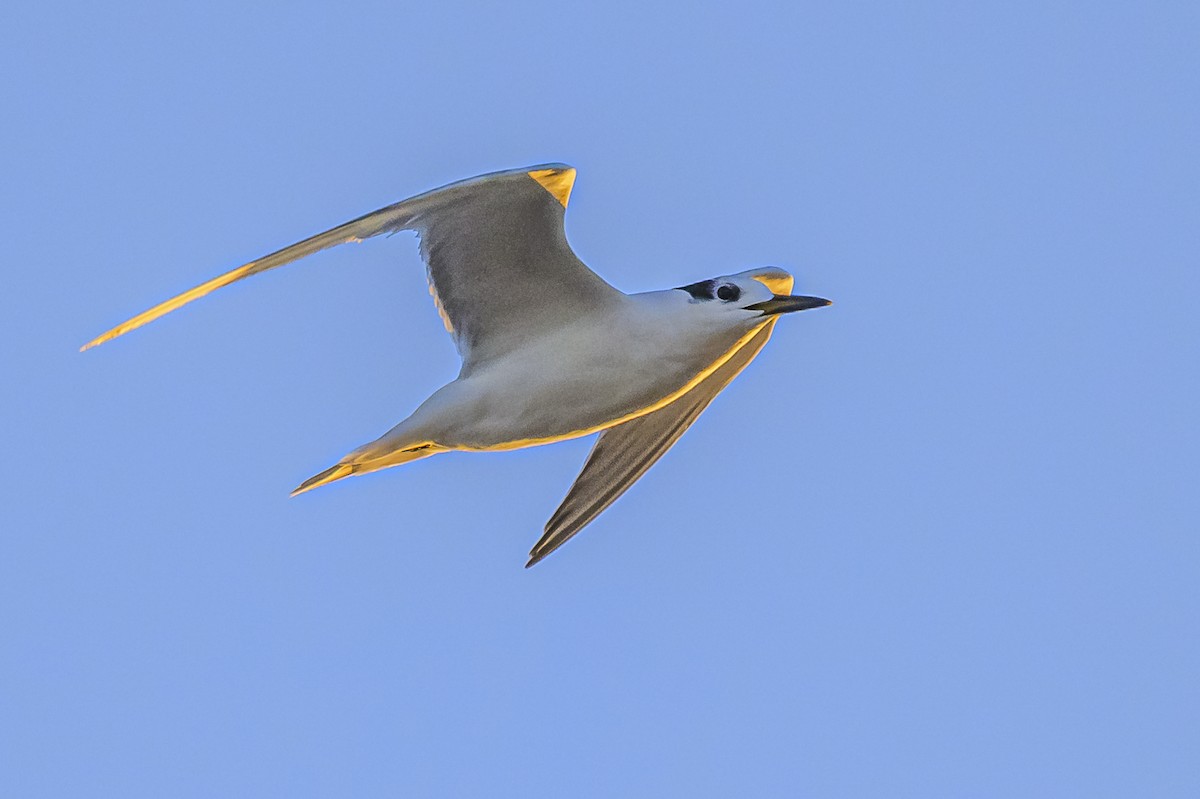 Snowy-crowned Tern - ML618228549