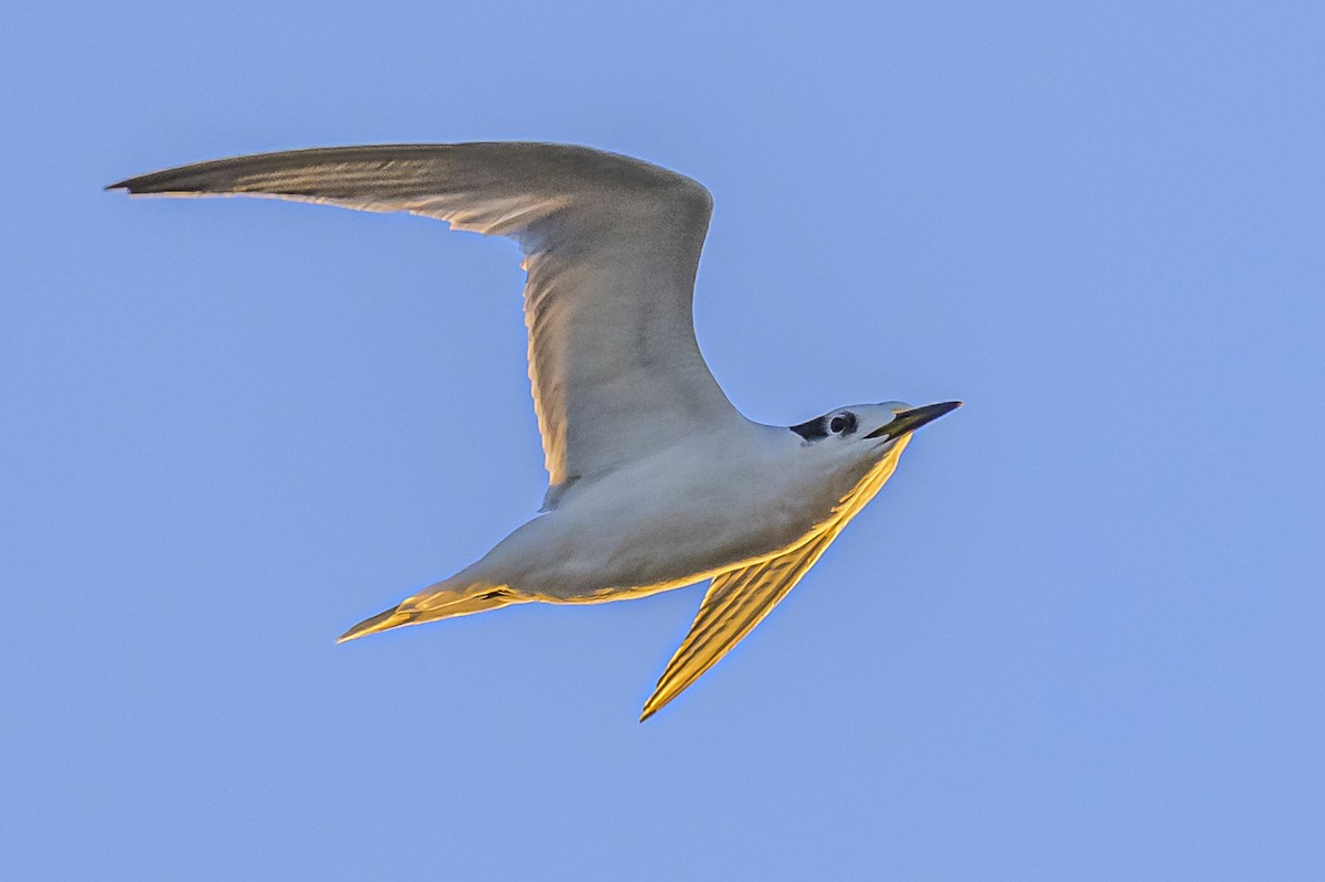 Snowy-crowned Tern - ML618228550