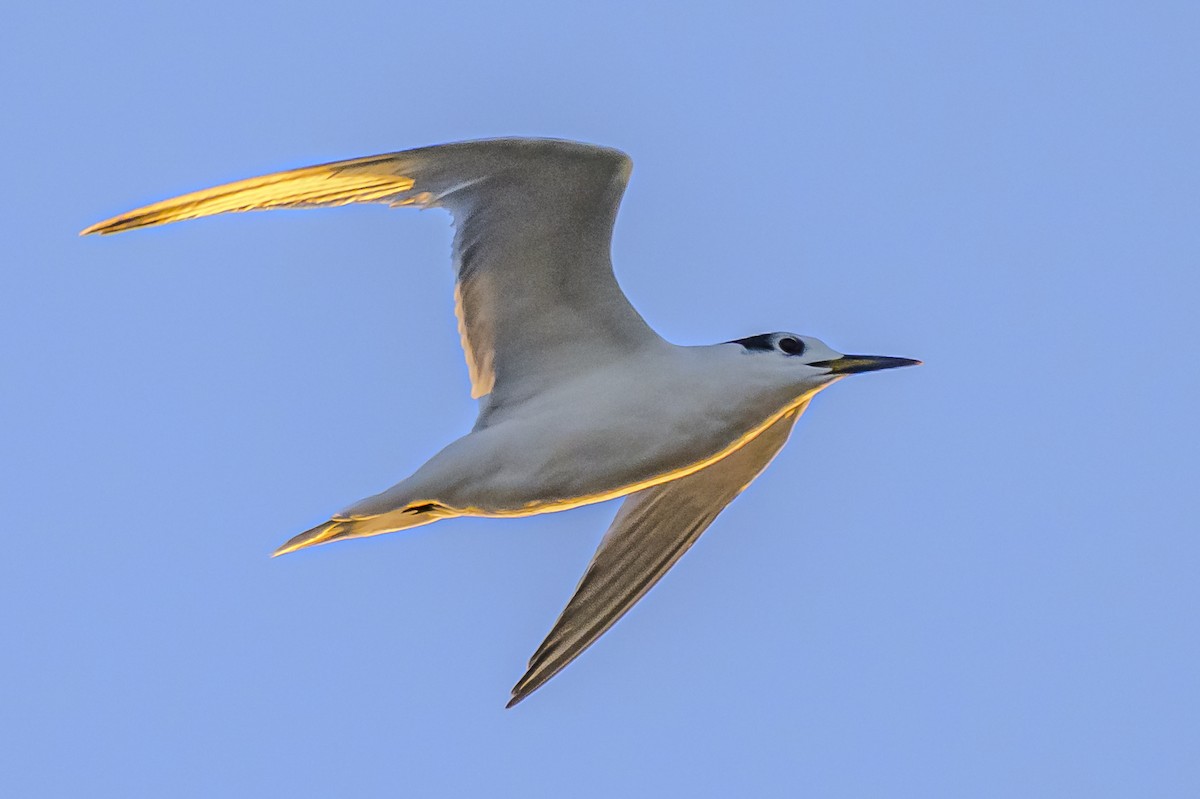Snowy-crowned Tern - ML618228551