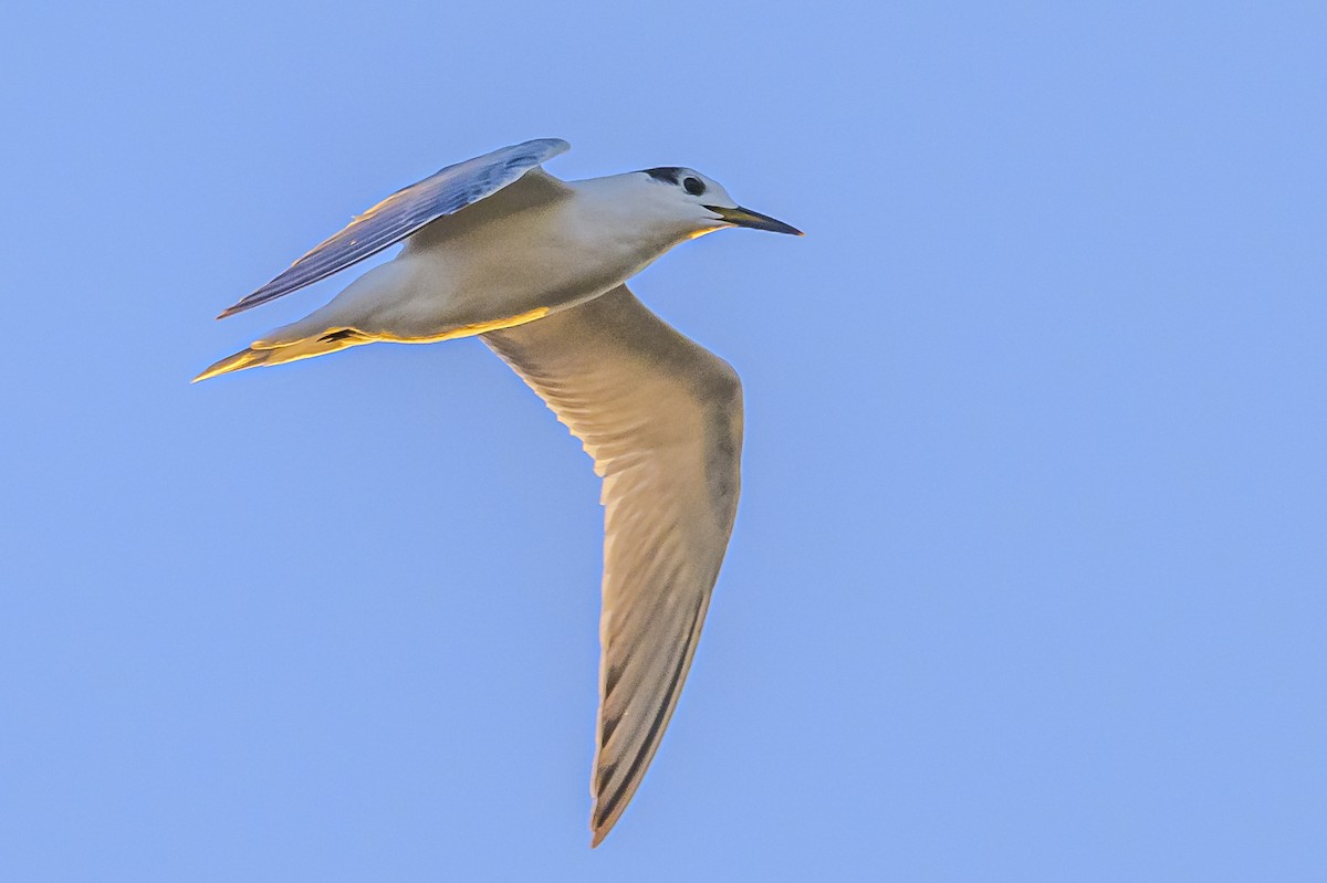 Snowy-crowned Tern - ML618228552