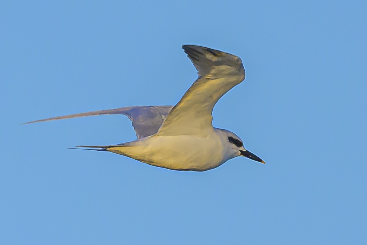 Snowy-crowned Tern - ML618228574