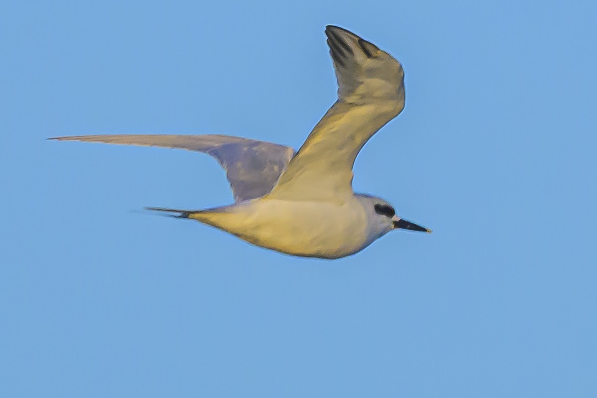 Snowy-crowned Tern - ML618228576