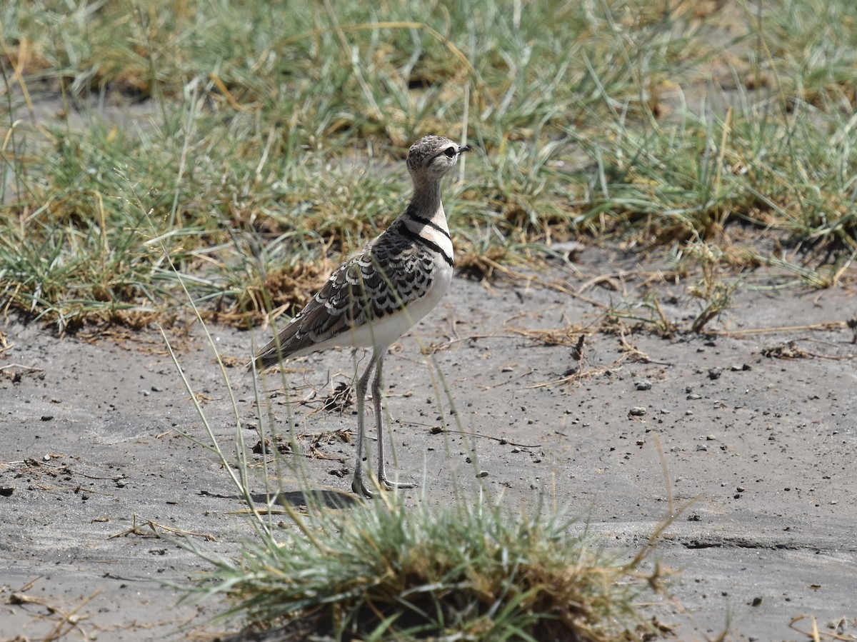 Double-banded Courser - ML618228588