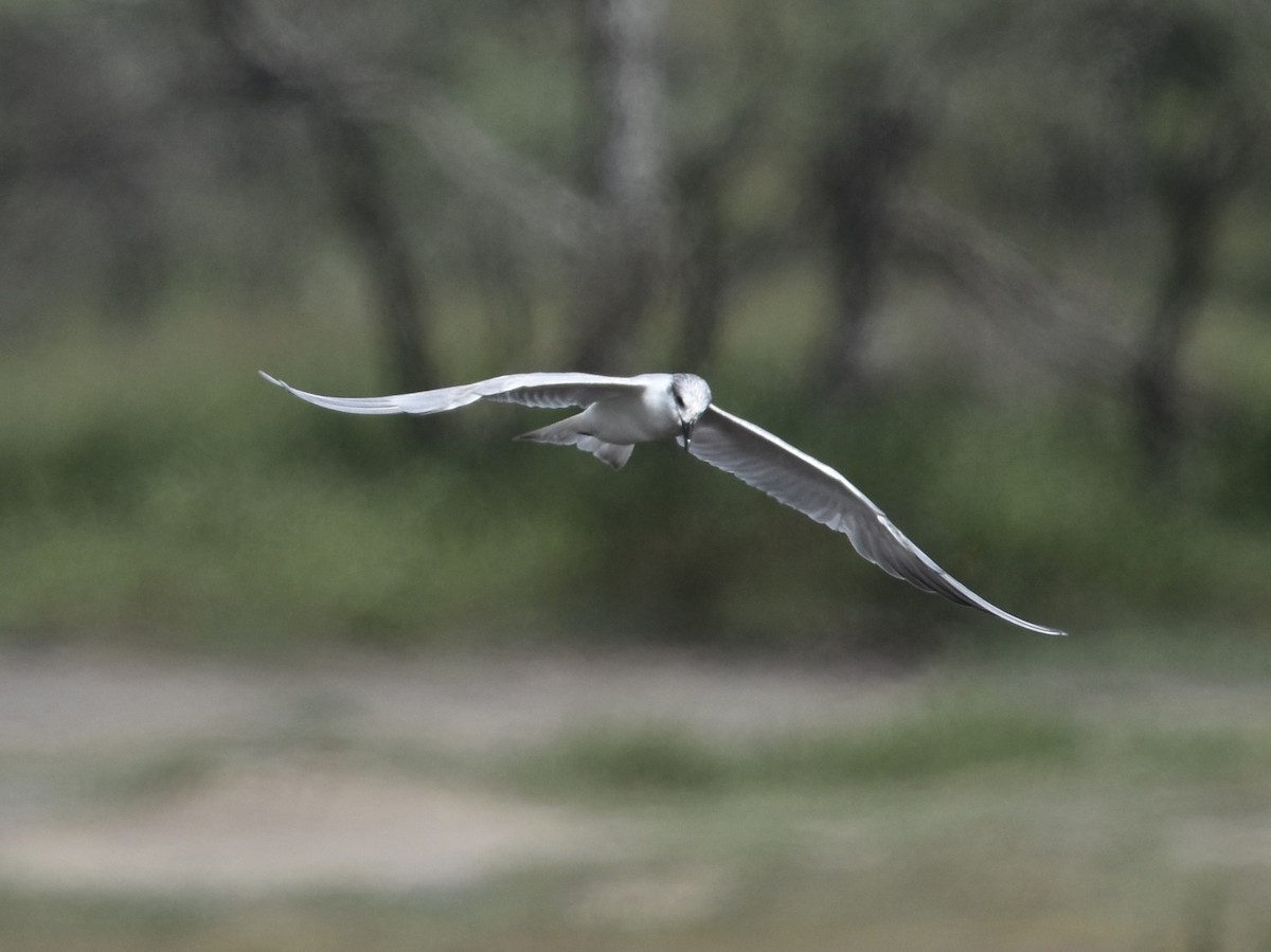 Gull-billed Tern - Shirley Bobier