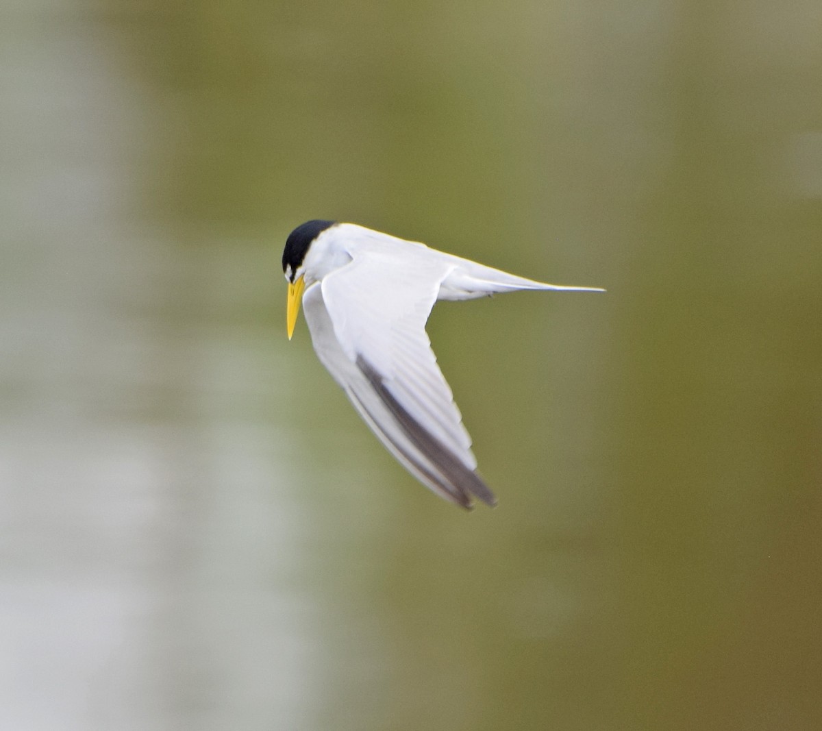 Yellow-billed Tern - ML61822861