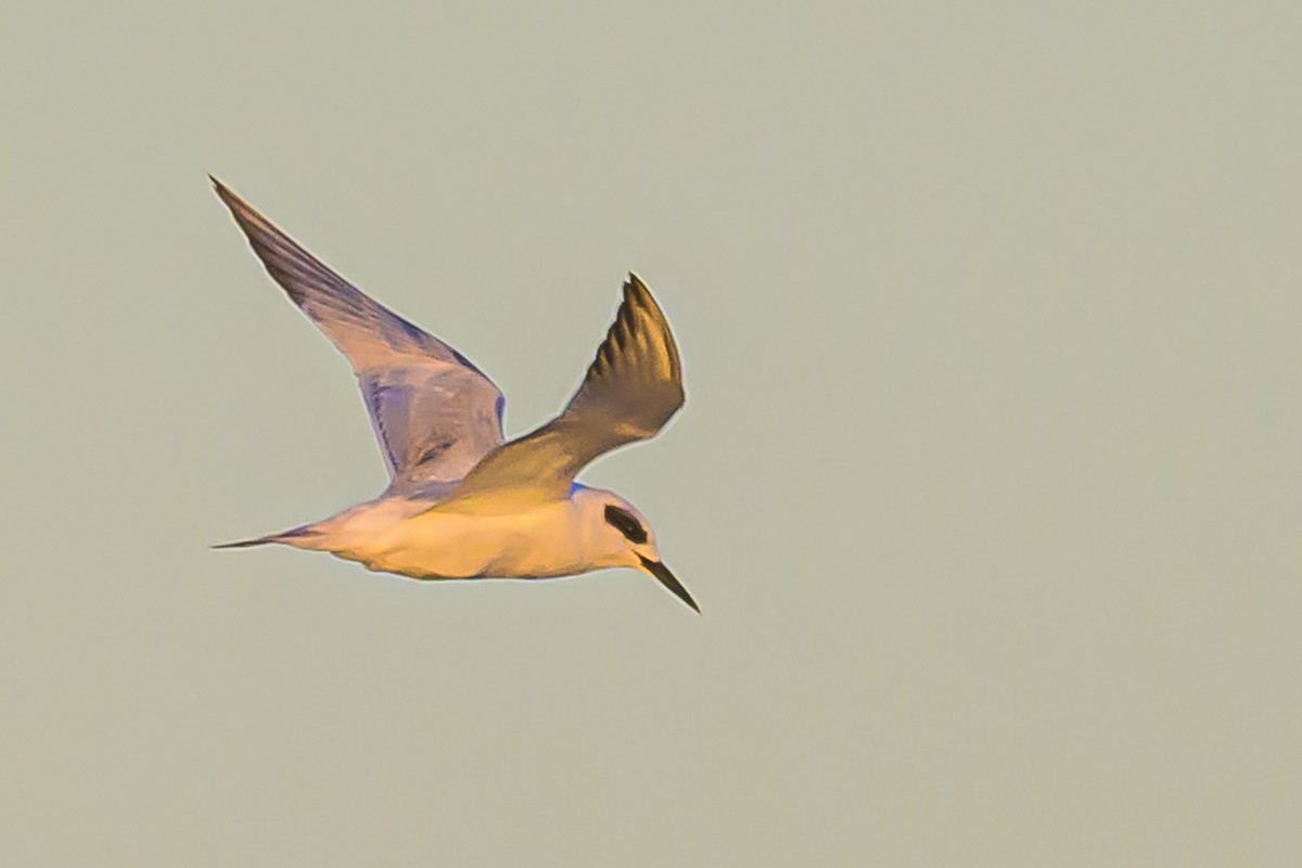 Snowy-crowned Tern - ML618228622