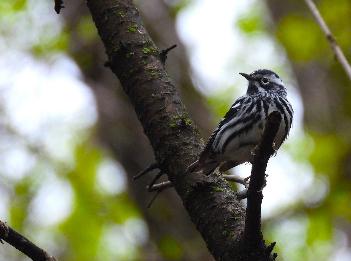 Black-and-white Warbler - ML618228668