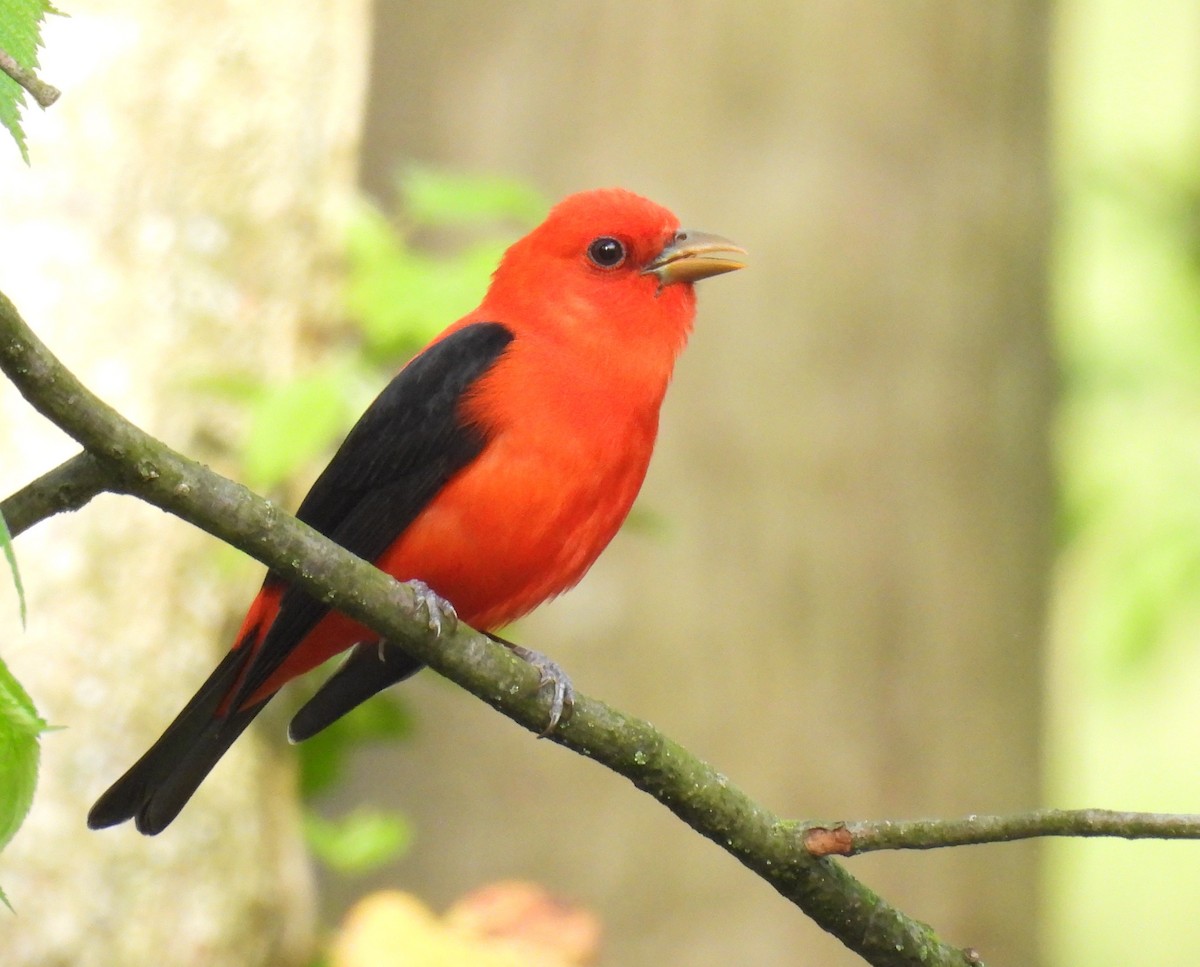 Scarlet Tanager - ML618228715