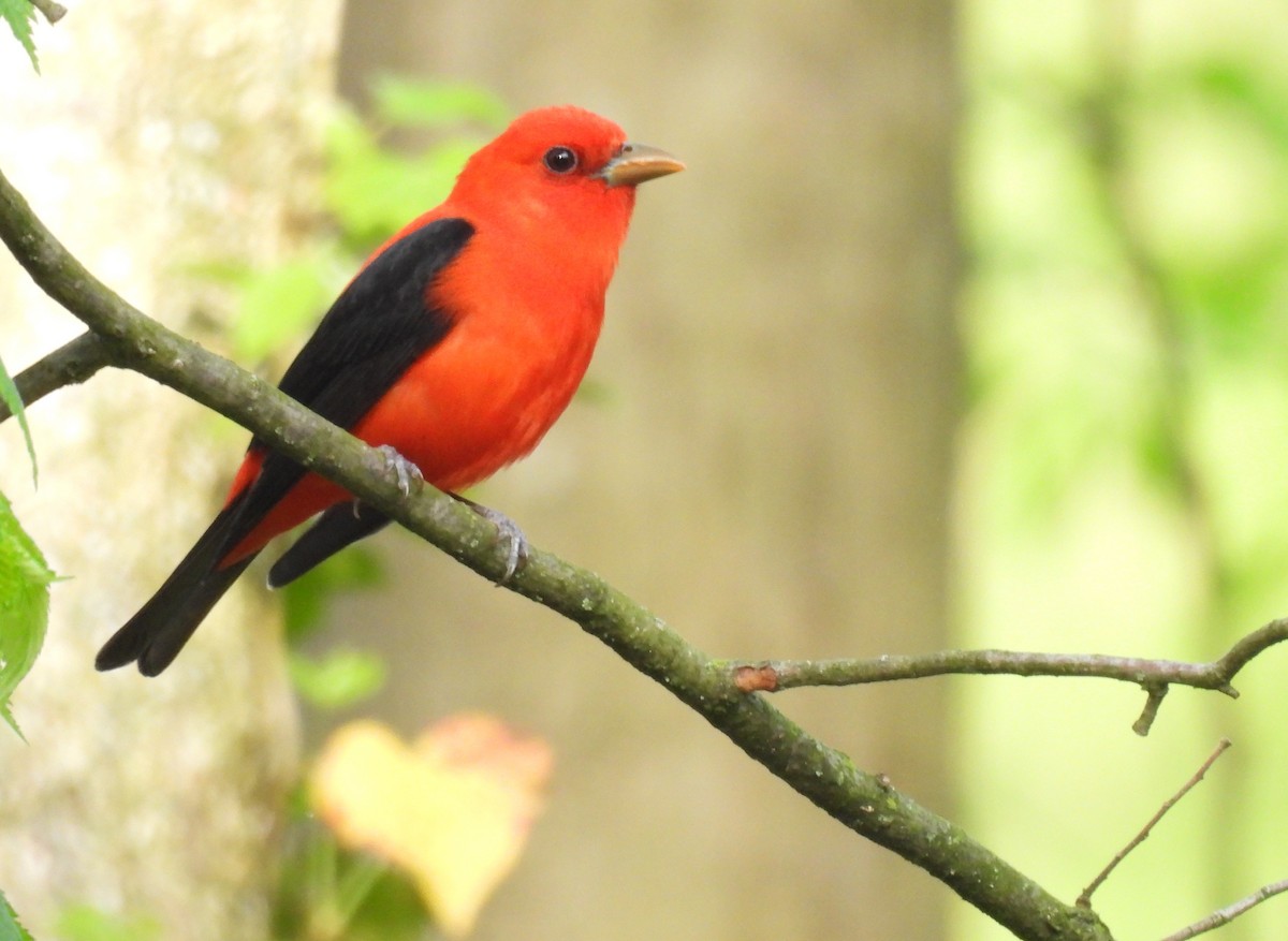 Scarlet Tanager - ML618228716