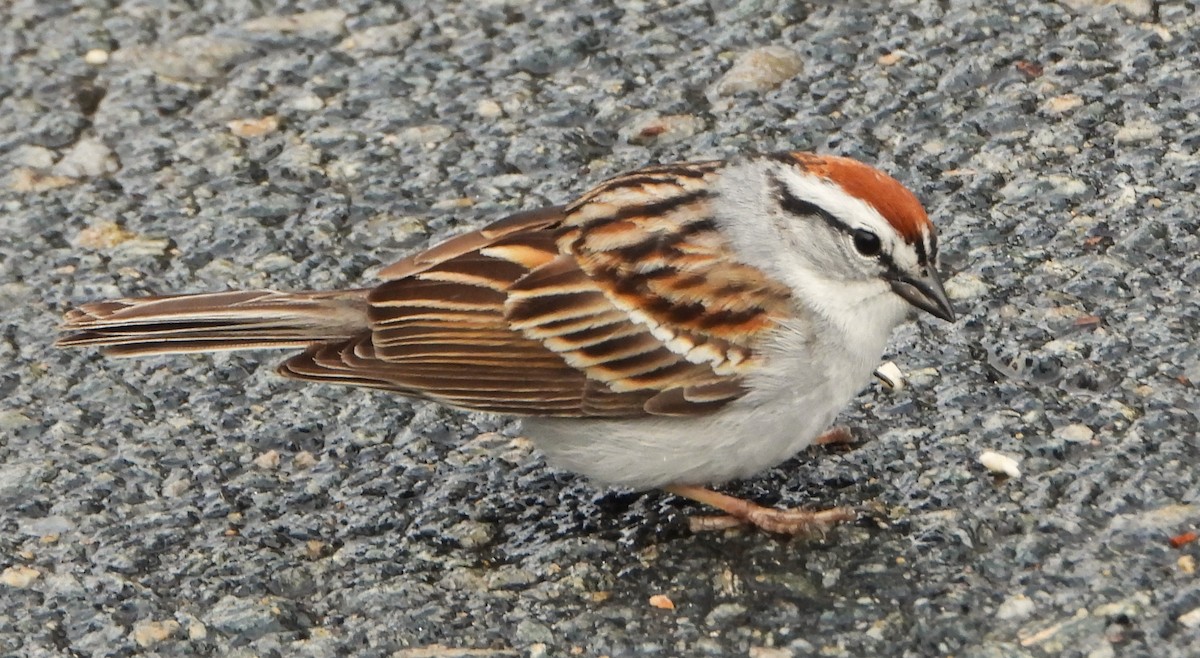 Chipping Sparrow - ML618228720