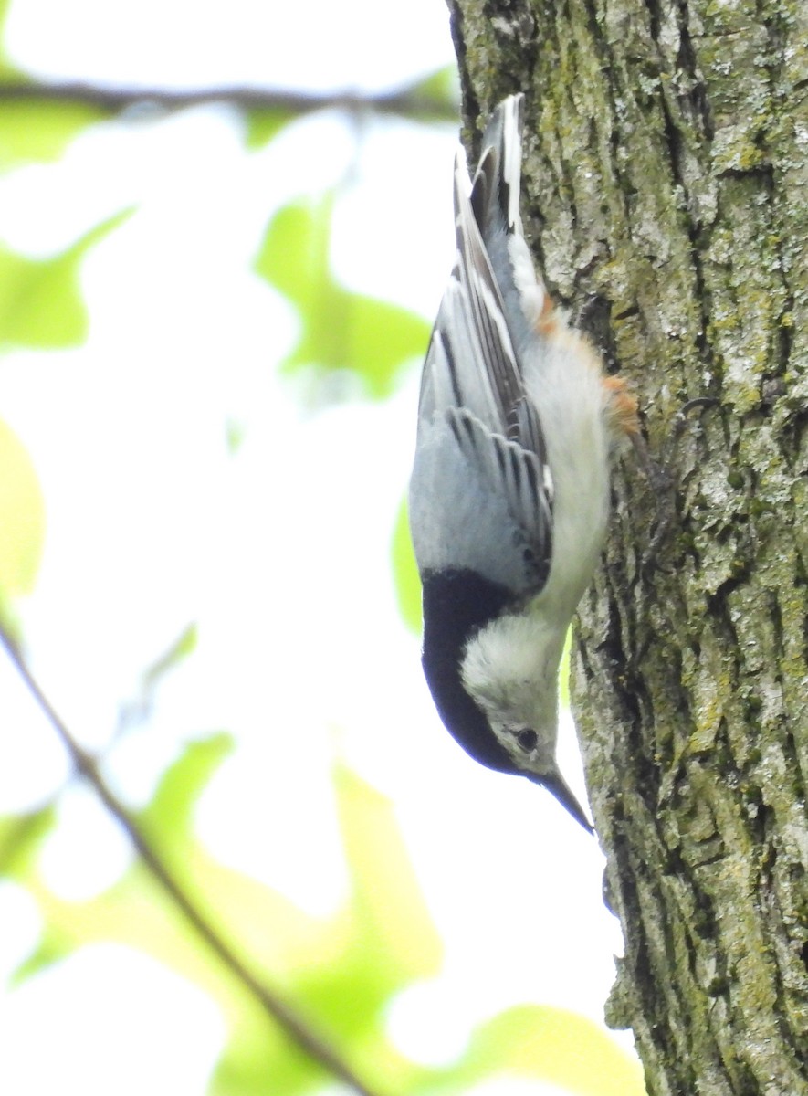 White-breasted Nuthatch - ML618228737