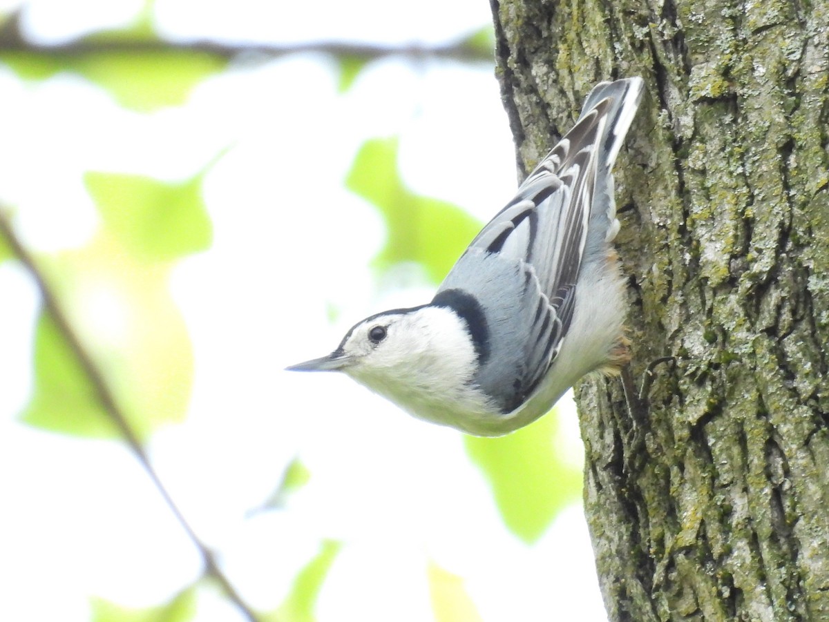 White-breasted Nuthatch - ML618228738