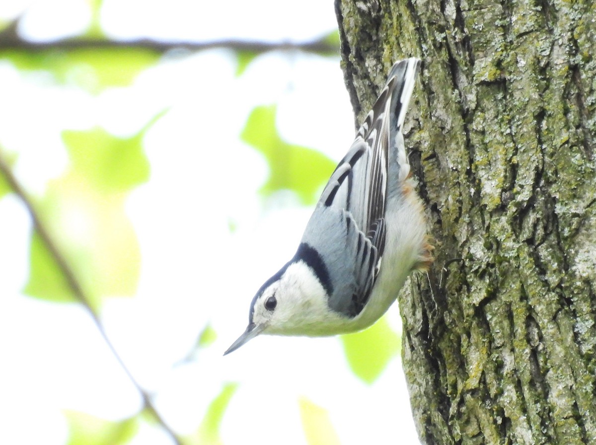 White-breasted Nuthatch - ML618228739