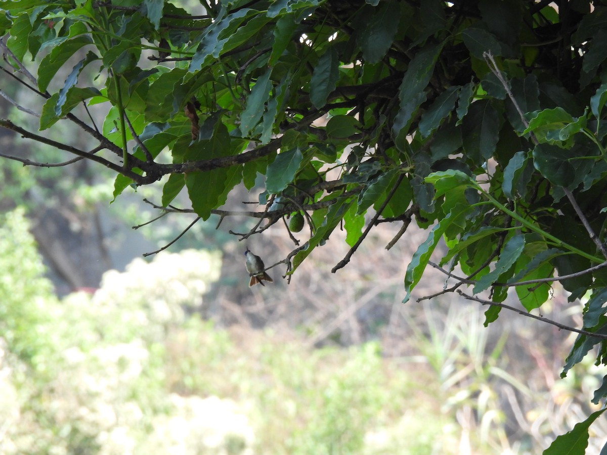 Azure-crowned Hummingbird - ML618228752
