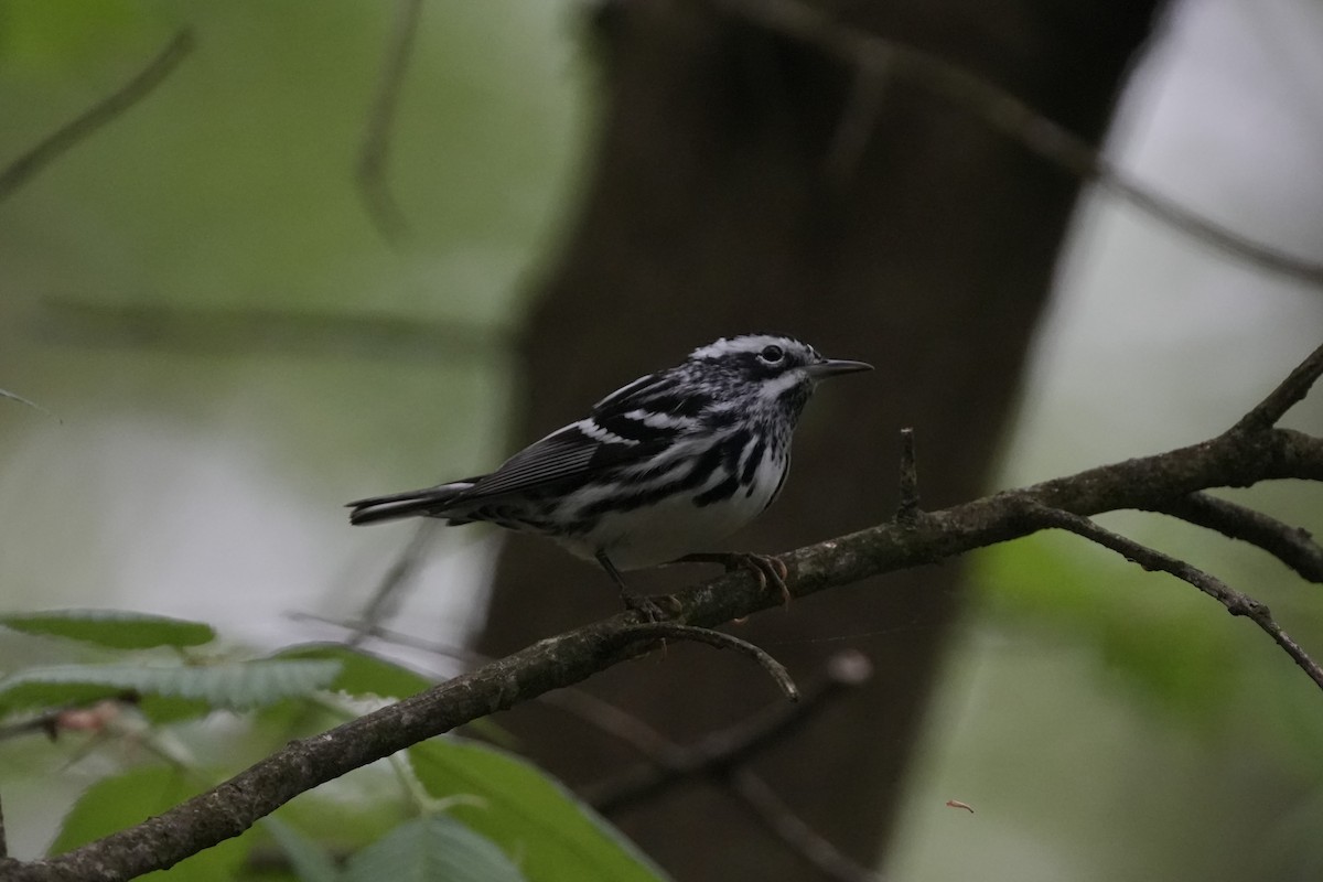 Black-and-white Warbler - ML618228818