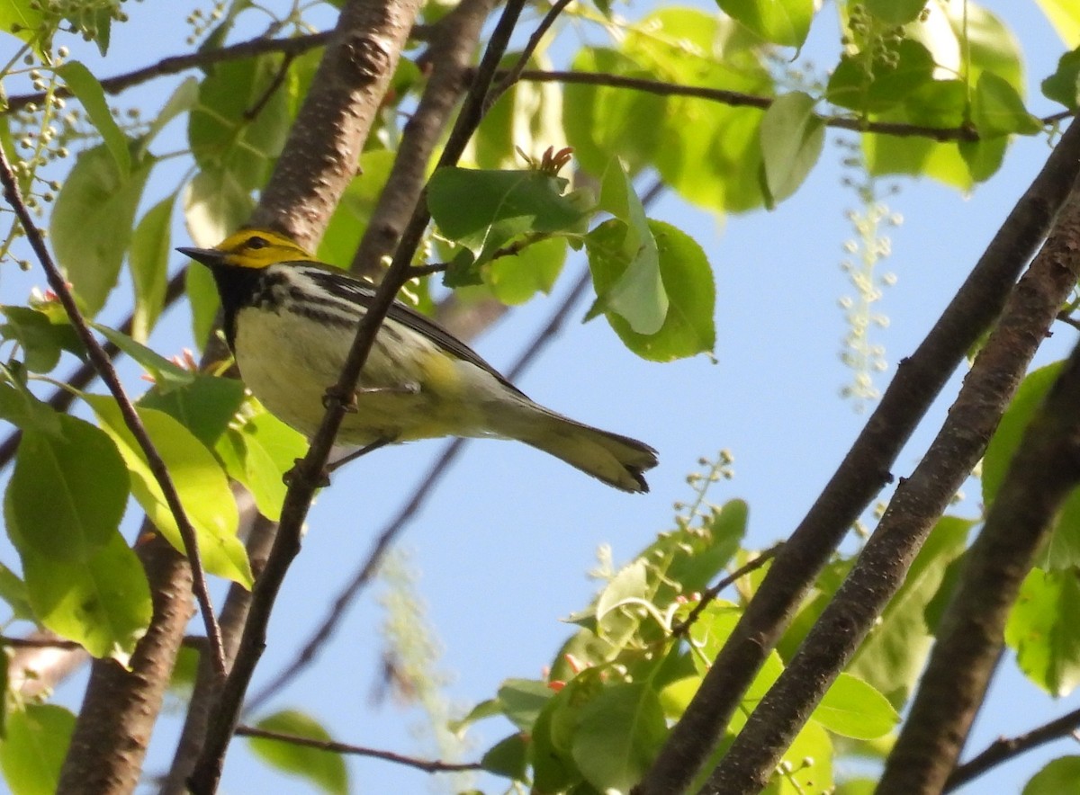 Black-throated Green Warbler - ML618228854