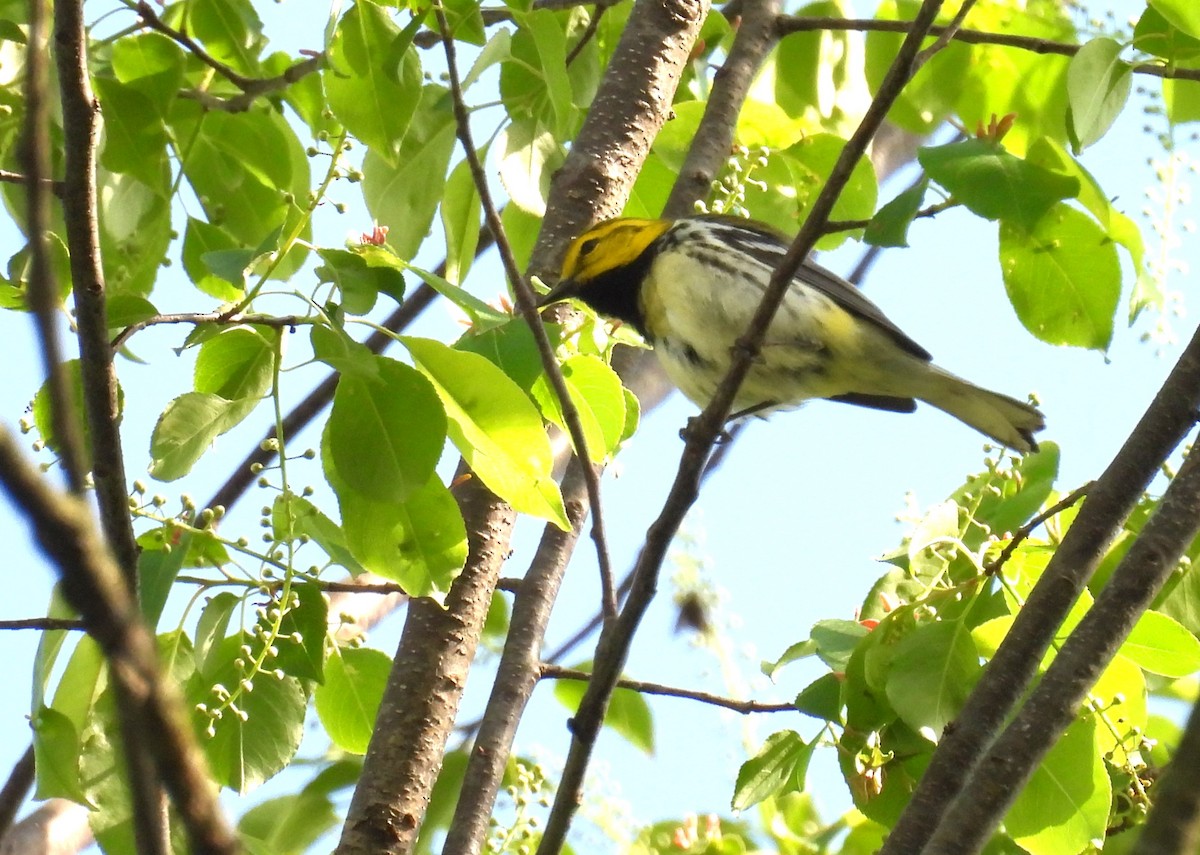 Black-throated Green Warbler - ML618228855