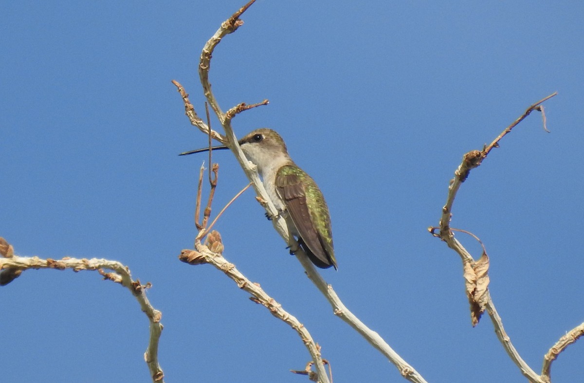 Black-chinned Hummingbird - Chris Dean
