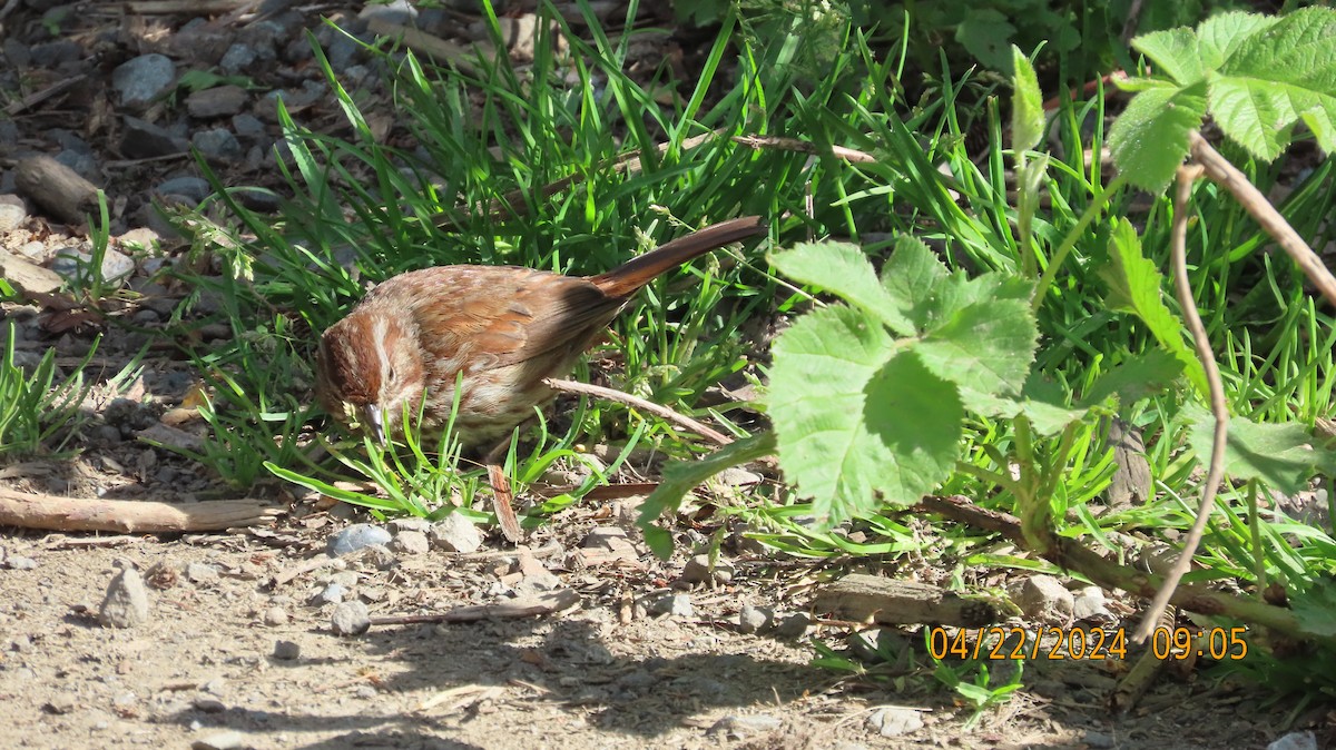 Fox Sparrow - Zehava Purim-Adimor