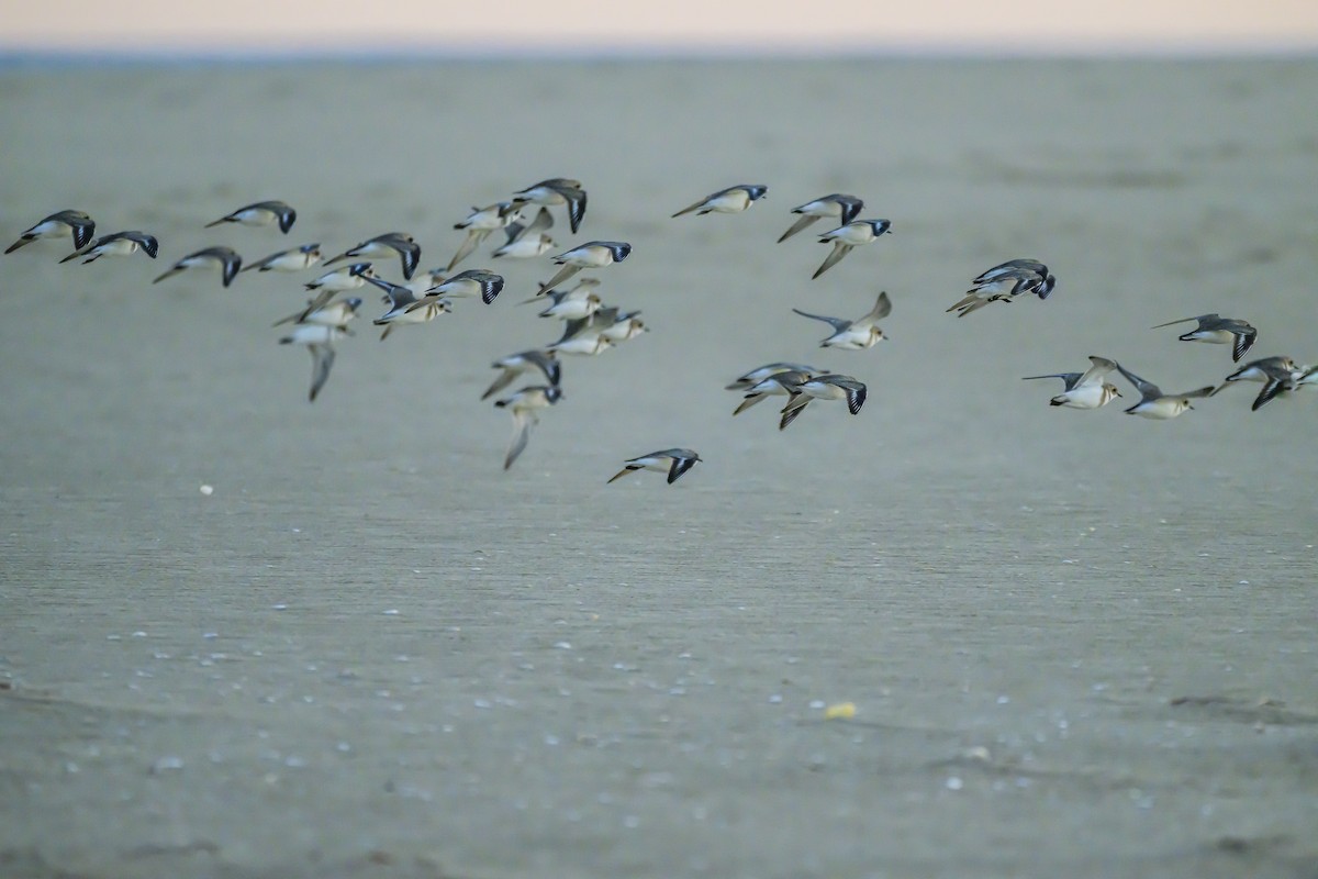 Two-banded Plover - ML618228901