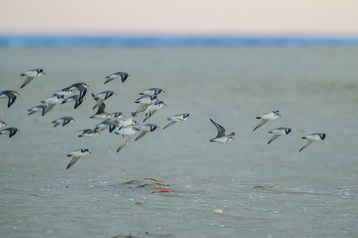 Two-banded Plover - ML618228904