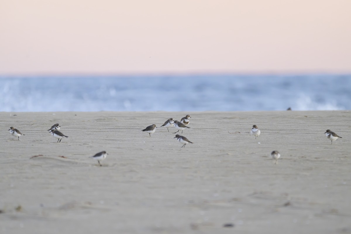 Two-banded Plover - ML618228911