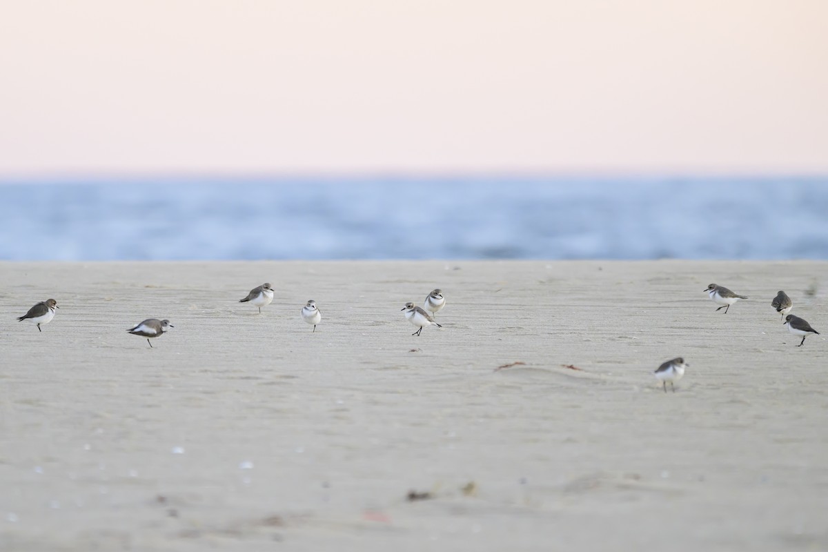 Two-banded Plover - ML618228912