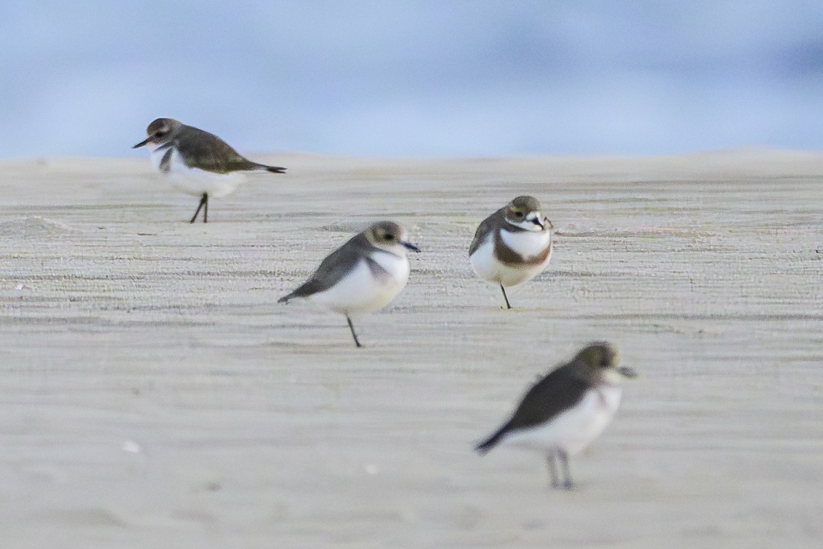 Two-banded Plover - ML618228913