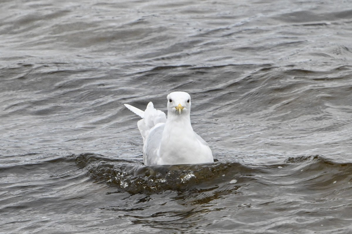 Iceland Gull - Serg Tremblay