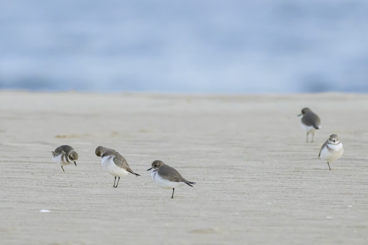 Two-banded Plover - ML618228952