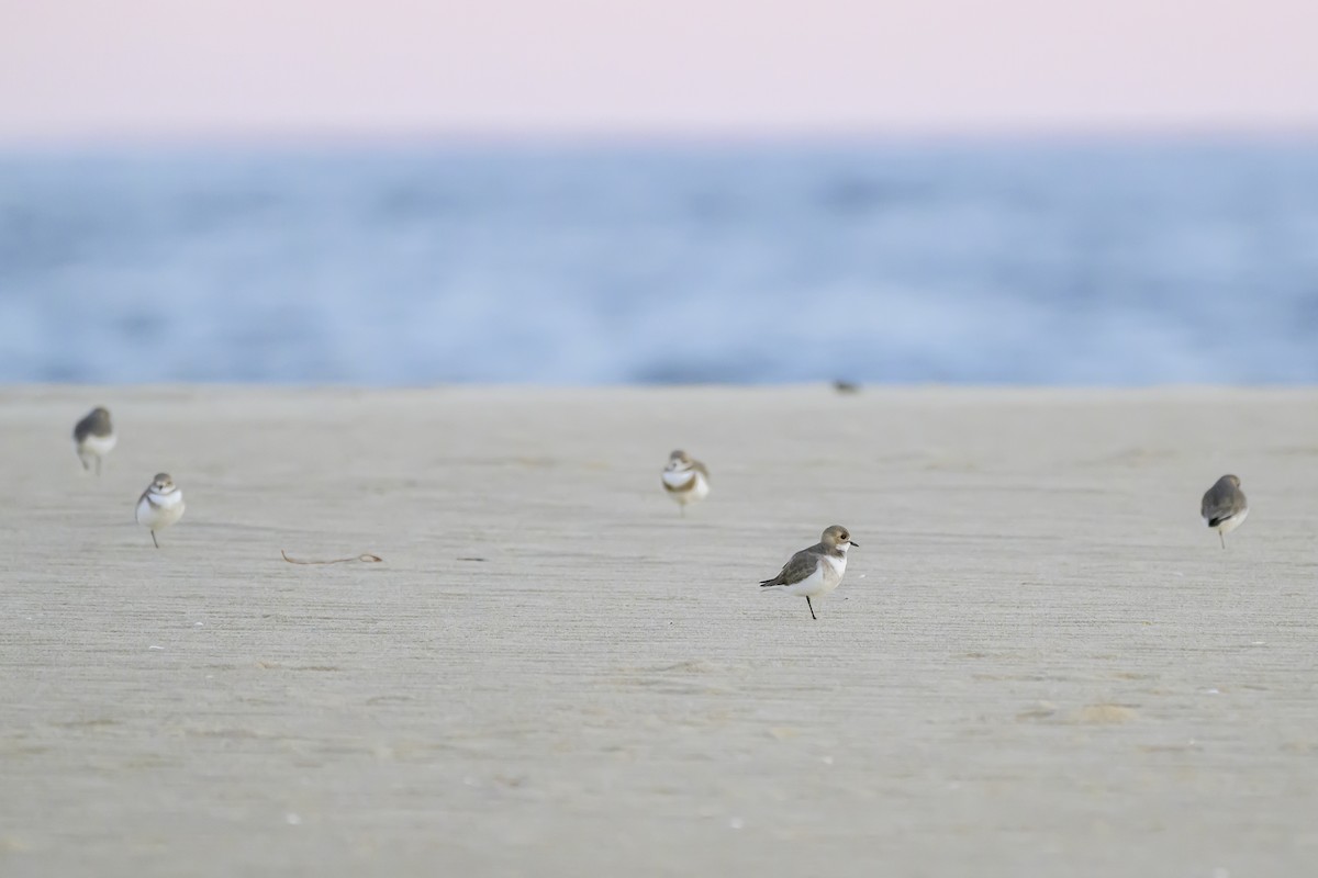 Two-banded Plover - ML618228957