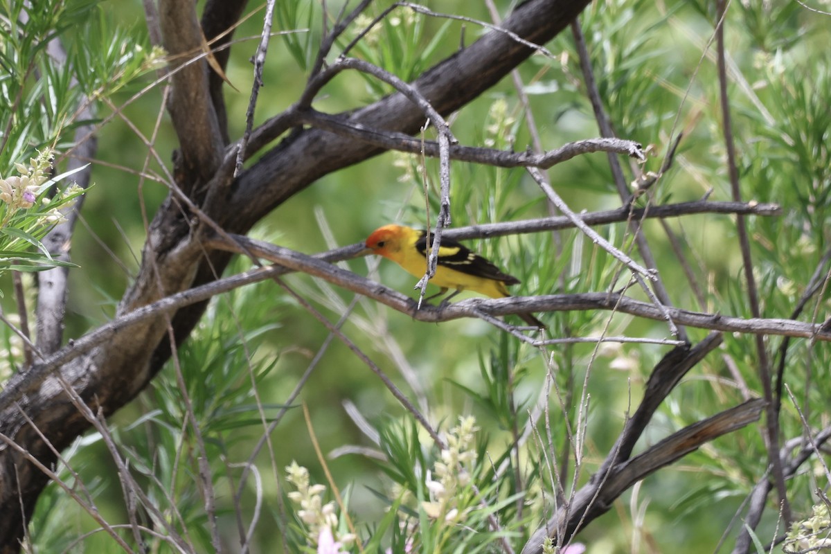 Western Tanager - ML618228965