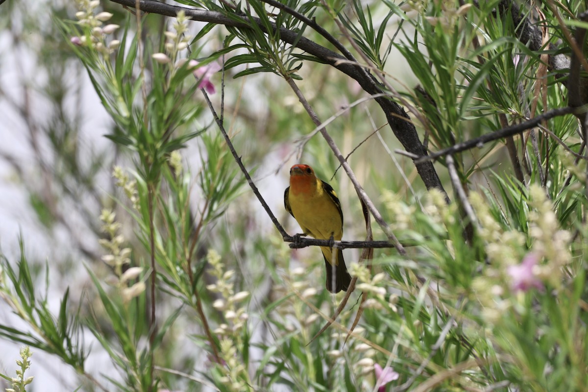 Western Tanager - ML618228966