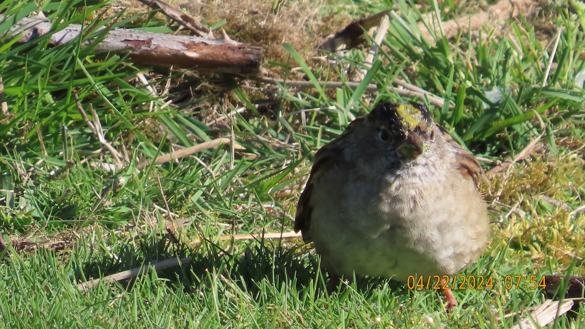 Golden-crowned Sparrow - ML618228975