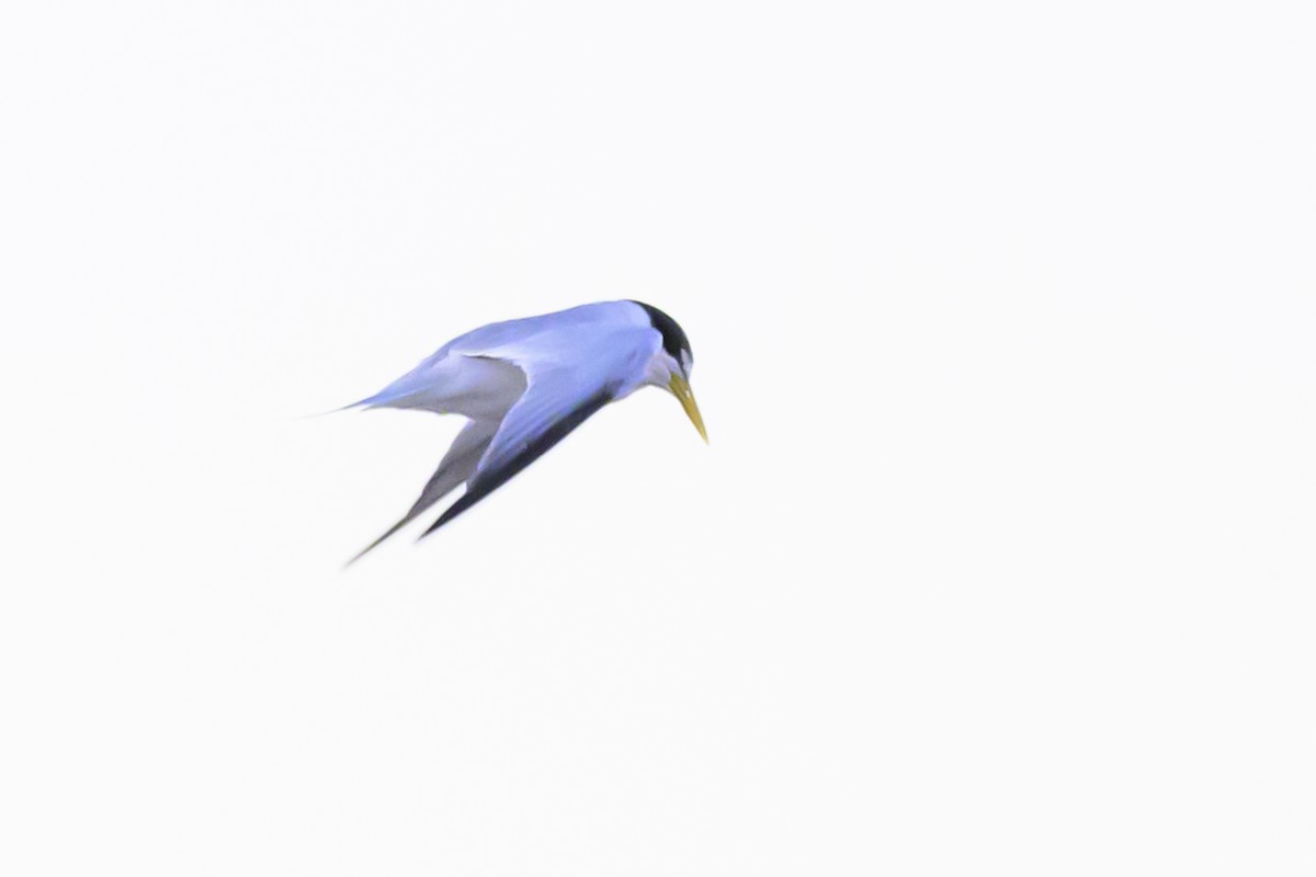 Yellow-billed Tern - ML618228987