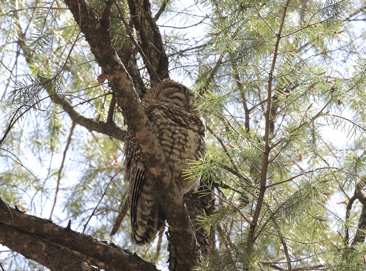 Spotted Owl - ML618228990