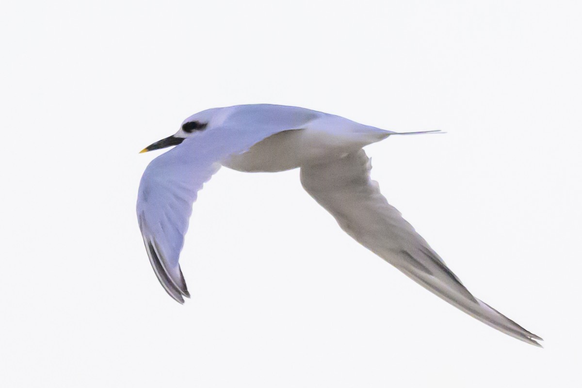 Snowy-crowned Tern - ML618228991
