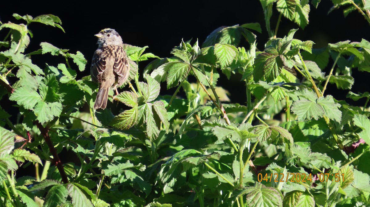 Golden-crowned Sparrow - ML618228996