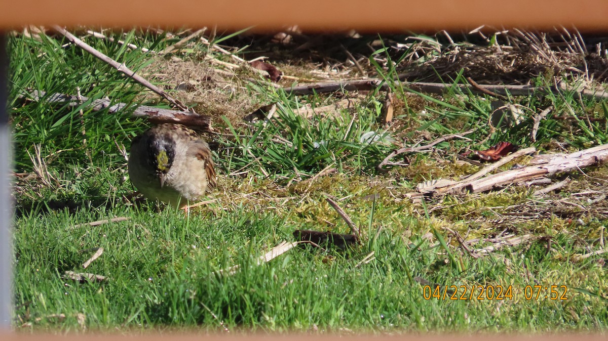 Golden-crowned Sparrow - ML618228997