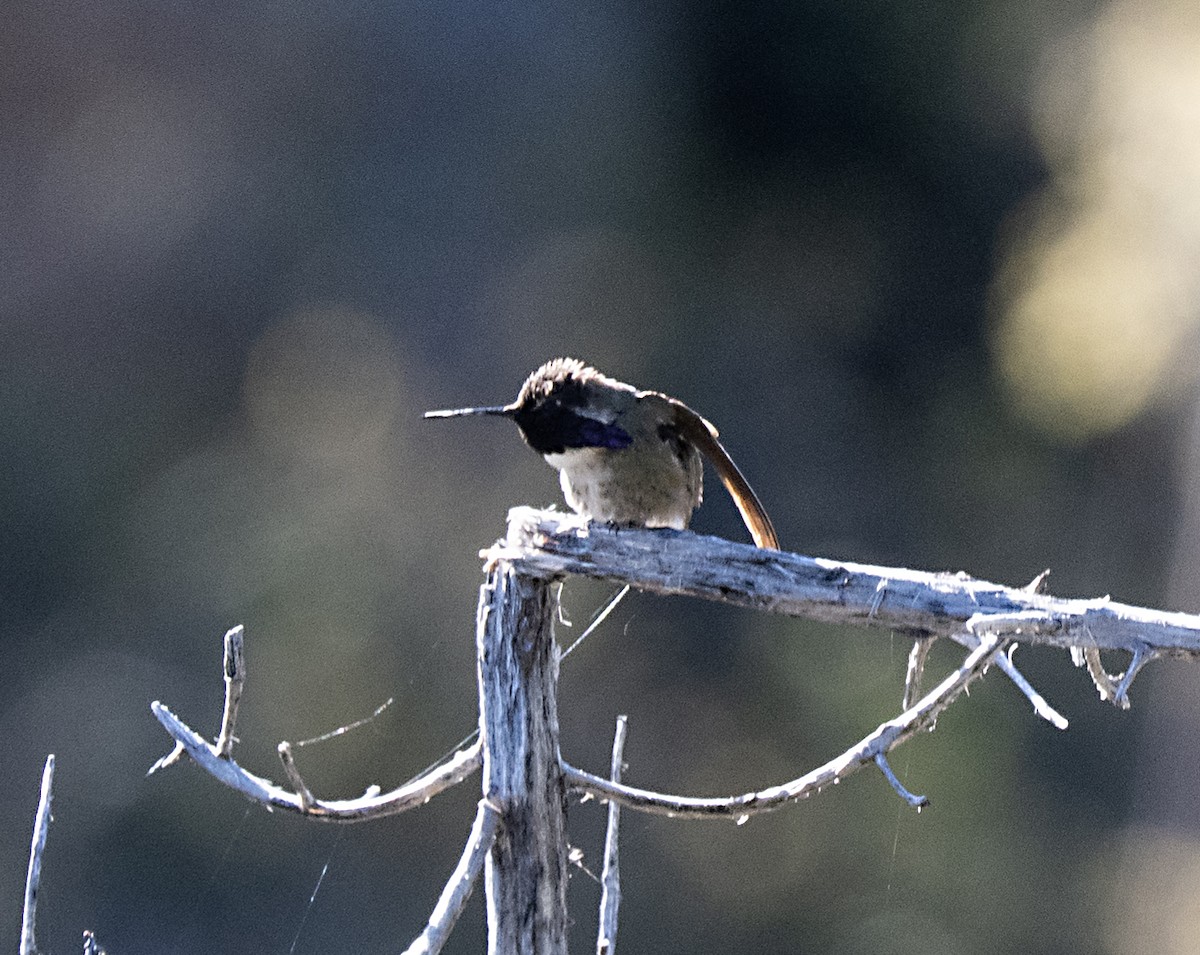 Costa's Hummingbird - ML618228998