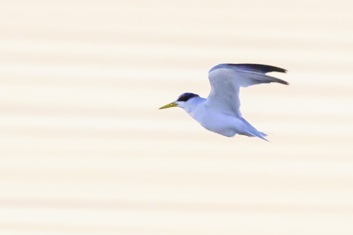 Yellow-billed Tern - ML618229016