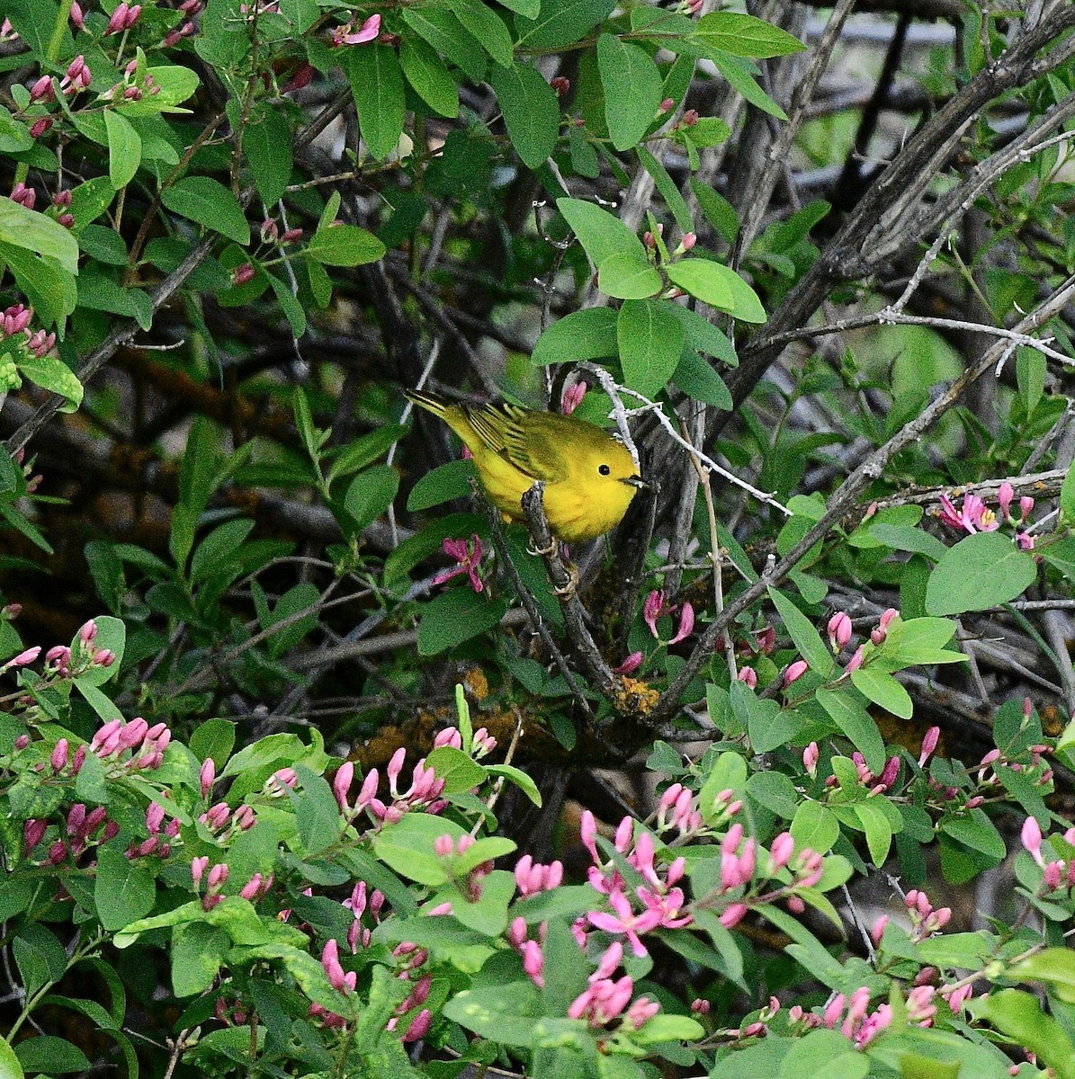 Yellow Warbler - ML618229020