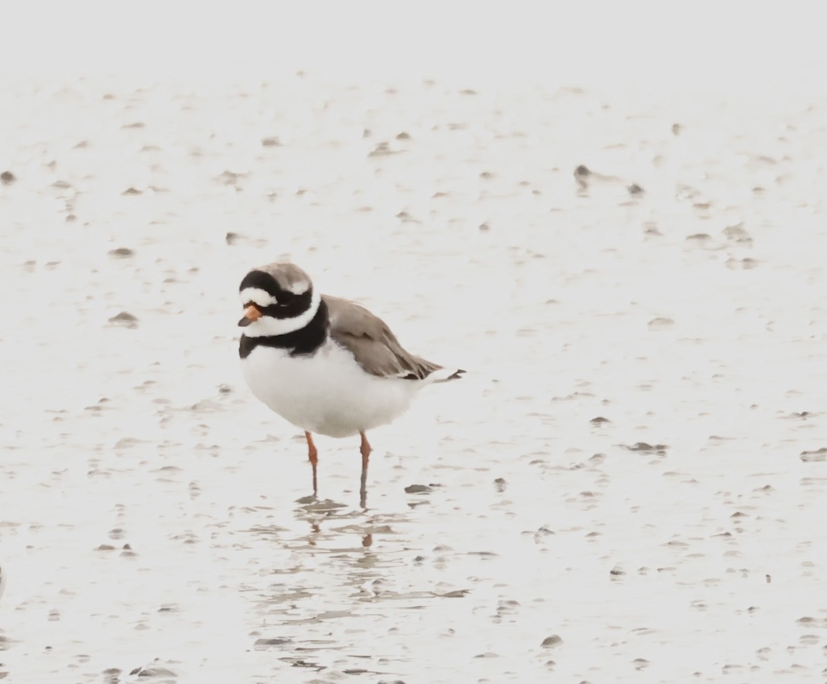Common Ringed Plover - ML618229024