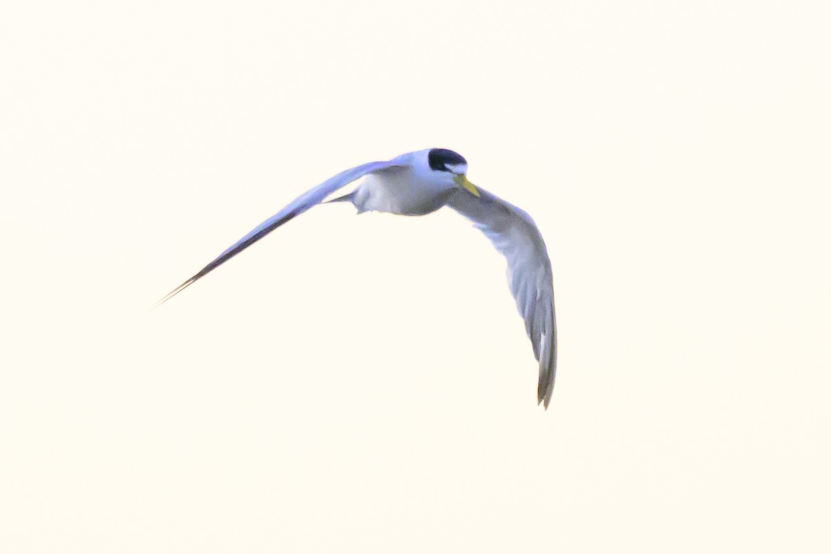 Yellow-billed Tern - ML618229025