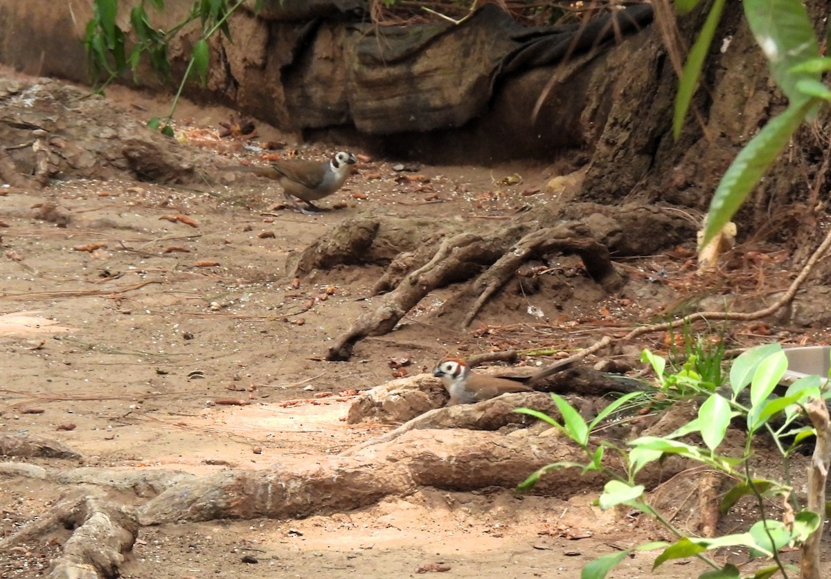 White-faced Ground-Sparrow - ML618229031